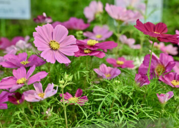 Flower show opens Mar 14