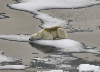 Arctic sea ice hits record low, says US agency