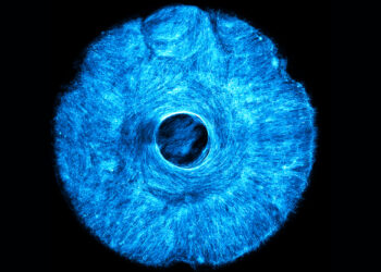 Artificial muscle flexes in multiple directions, offering a path to soft, wiggly robots