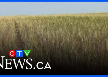 Canadian farmers fear ‘devastating tariffs impact’