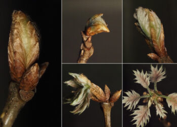 For plants, urban heat islands don’t mimic global warming