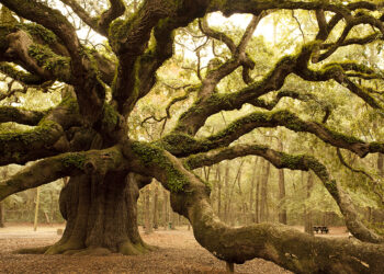 How nature organizes itself, from brain cells to ecosystems