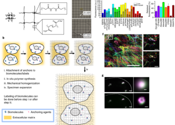 Seeing more in expansion microscopy