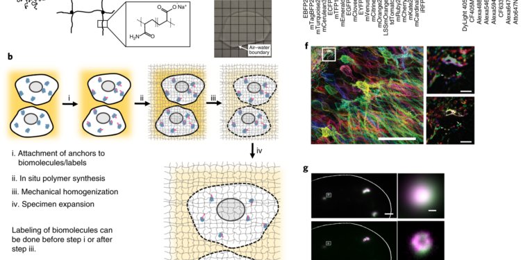 Seeing more in expansion microscopy