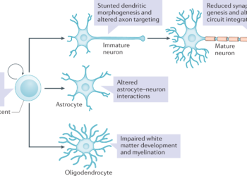Study suggests new molecular strategy for treating fragile X syndrome