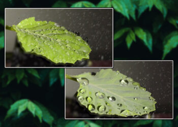 Technology developed by MIT engineers makes pesticides stick to plant leaves