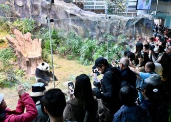 Loving caregivers dote on pandas