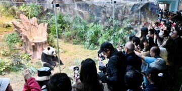 Loving caregivers dote on pandas