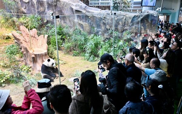 Loving caregivers dote on pandas