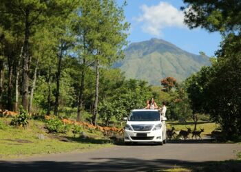 Taman Safari Indonesia: Go Wild the Sustainable Way African Style Safari in the Heart of Indonesia