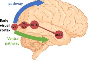 A visual pathway in the brain may do more than recognize objects