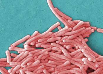 Engineered bacteria emit signals that can be spotted from a distance