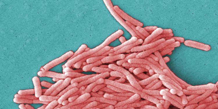 Engineered bacteria emit signals that can be spotted from a distance