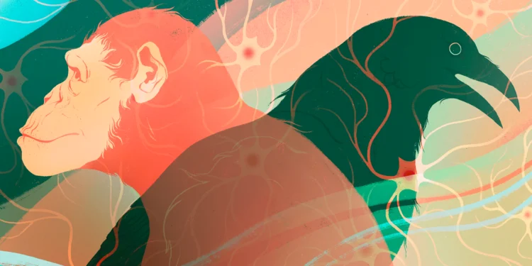 Intelligence Evolved at Least Twice in Vertebrate Animals