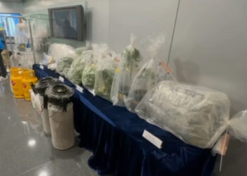Police bust cannabis farm, seize drugs worth HK$5m