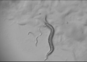 Response to infection highlights the nervous system’s surprising degrees of flexibility