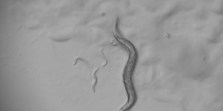 Response to infection highlights the nervous system’s surprising degrees of flexibility