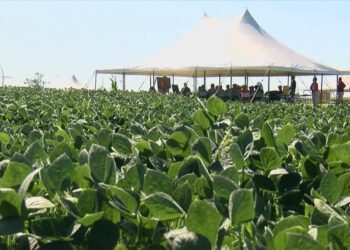 Seeds of joy on China’s farms in field of tariffs woe