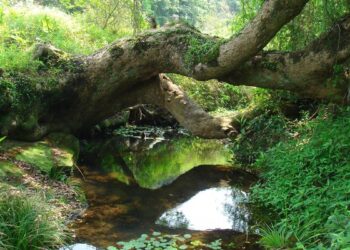 Views sought on biodiversity plans
