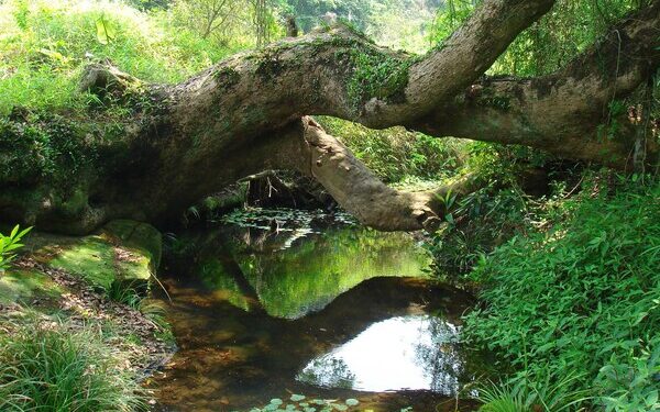 Views sought on biodiversity plans