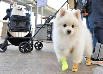 Quarantine rules for cats, dogs reset