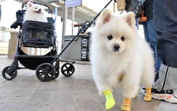 Quarantine rules for cats, dogs reset