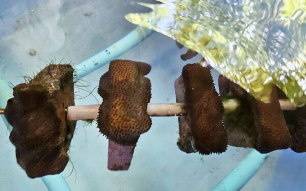 Chula Researcher Develops “Global-Warming Resistant Corals” for the Survival of Marine Ecosystems