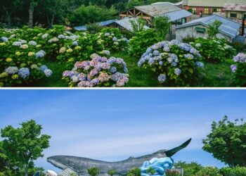 South Korea’s Premier Hydrangea Festival Returns in Ulsan Namgu: 2025 Jangsaengpo Hydrangea Festival