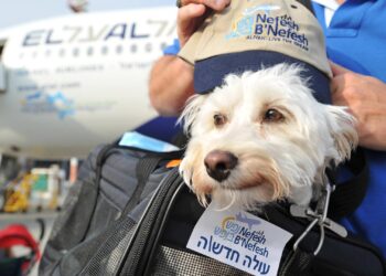 ‘Pet transport rules depend on public acceptance’