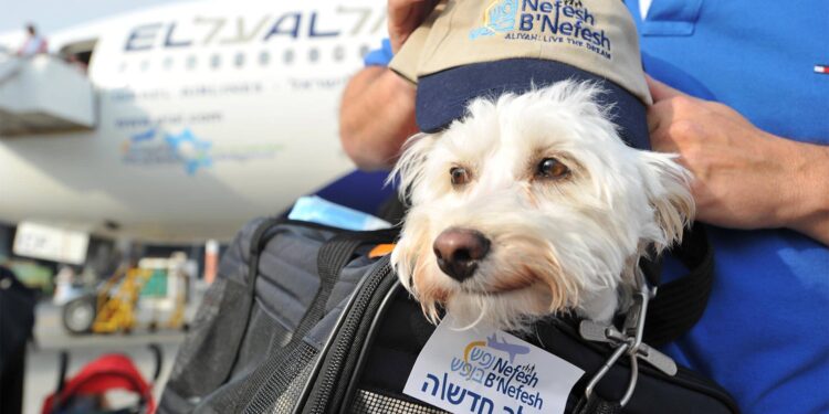 ‘Pet transport rules depend on public acceptance’