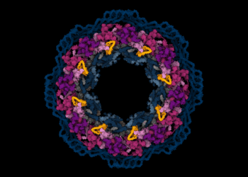 With AI, researchers predict the location of virtually any protein within a human cell