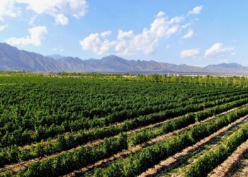 Xinhua Silk Road: Yinchuan supports China’s wine industry in going global
