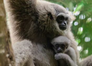 Three Generations Strong: Bali Zoo’s Silvery Gibbon Legacy Grows