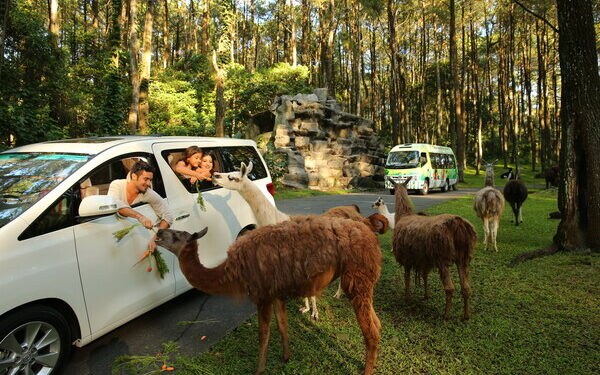 Taman Safari Indonesia Welcomes Korean Travelers with Unlimited Joy Across All Destinations