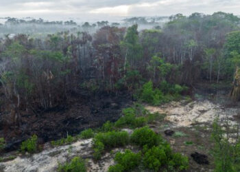 Amazon deforestation accelerated by fires: report