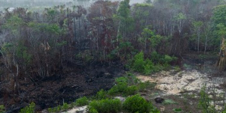 Amazon deforestation accelerated by fires: report