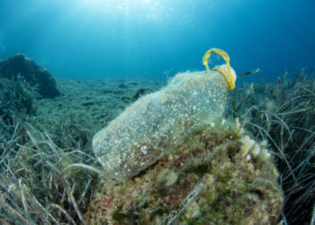 Japanese offer potential solution to plastics crisis