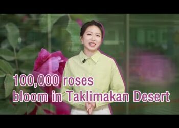 Planting Roses in China’s Desert: Romance and Beyond