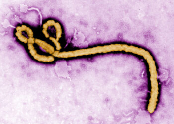Scientists apply optical pooled CRISPR screening to identify potential new Ebola drug targets
