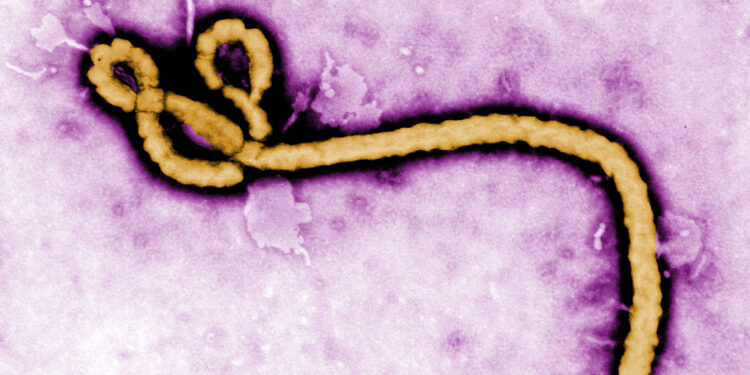 Scientists apply optical pooled CRISPR screening to identify potential new Ebola drug targets