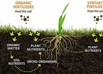 Study shows how a common fertilizer ingredient benefits plants