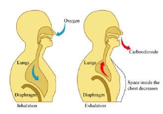 The Cells That Breathe Two Ways