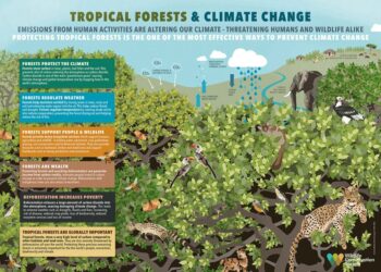 Why animals are a critical part of forest carbon absorption