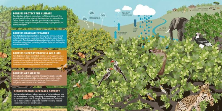 Why animals are a critical part of forest carbon absorption