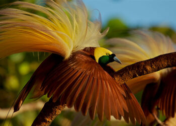 Do Beautiful Birds Have an Evolutionary Advantage?