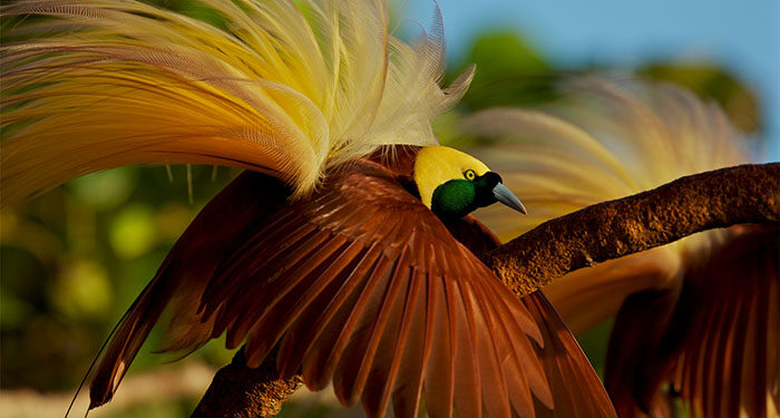 Do Beautiful Birds Have an Evolutionary Advantage?