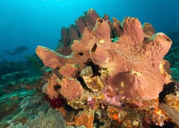 The first animals on Earth may have been sea sponges, study suggests