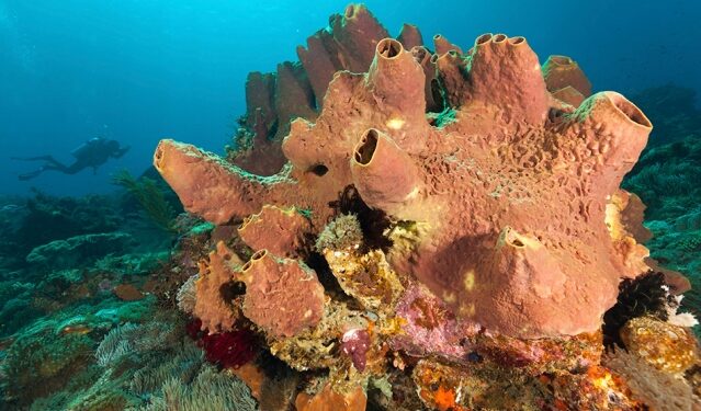 The first animals on Earth may have been sea sponges, study suggests