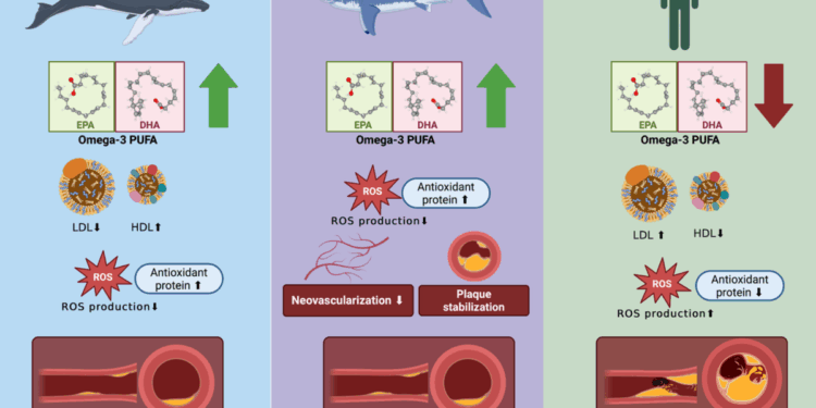 A cysteine-rich diet may promote regeneration of the intestinal lining, study suggests