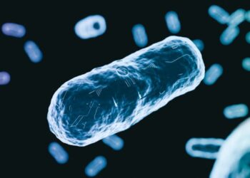 AI maps how a new antibiotic targets gut bacteria